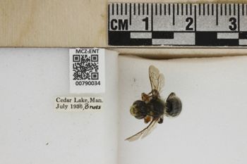Media type: image;   Entomology 790034 Aspect: Labels